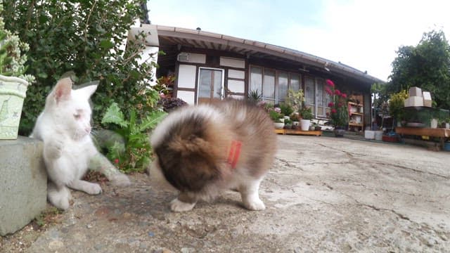 정원에서 강아지와 교감하는 새끼 고양이