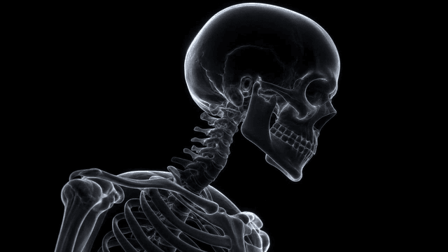 Human skeleton with highlighted neck vertebrae