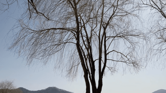 산을 배경으로 한 나무