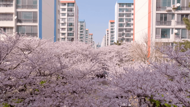 아파트 단지 거리를 따라 핀 벚꽃