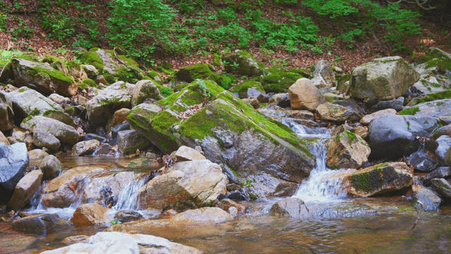 이끼 낀 바위가 있는 고요한 숲 속 계곡