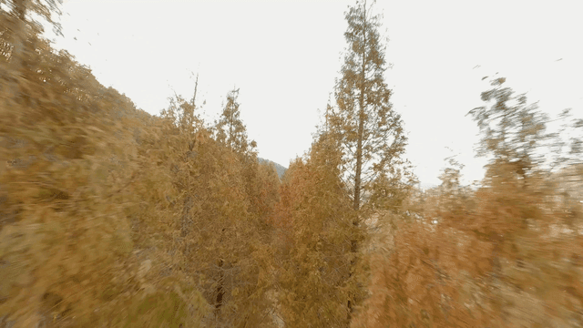 가을 숲길의 항공 뷰