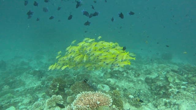 School of yellow fish swimming over coral