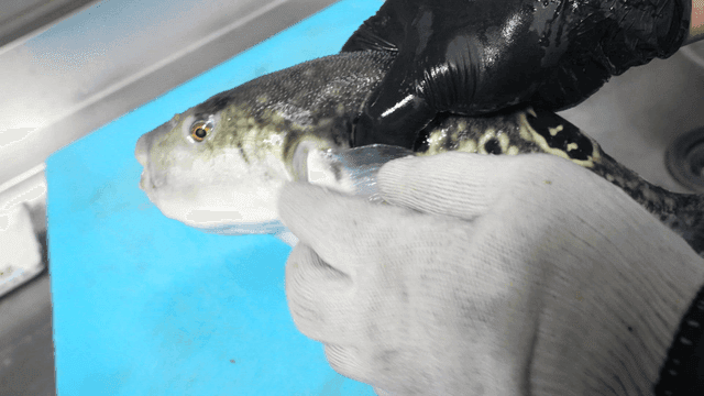 Hands cleaning pufferfish on cutting board