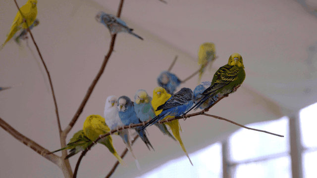 Colorful parrots sitting on tree branch