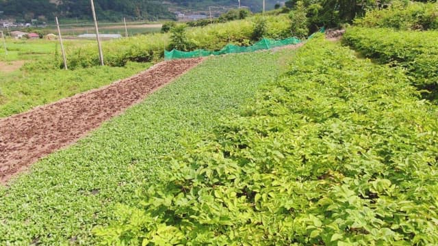 lush green farm fields under a clear sky