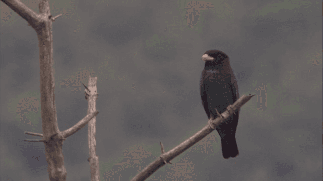 Colorful bird perched on a branch