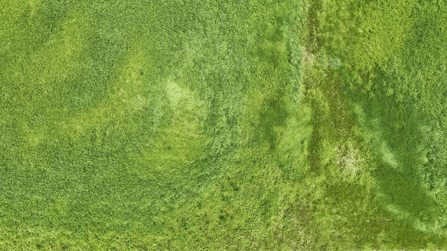 Aerial view of a lush green field