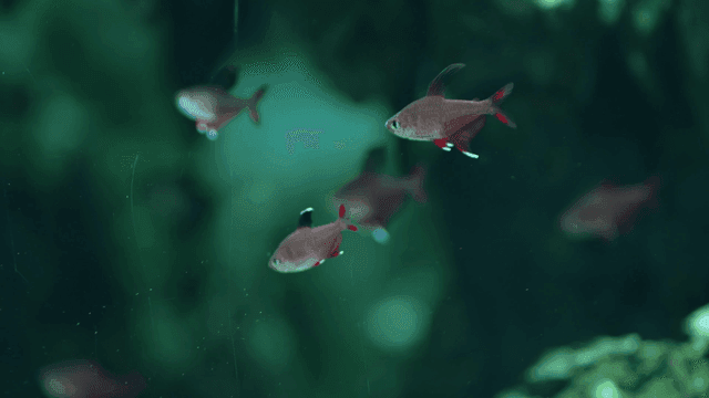 Colorful fish swimming in aquarium