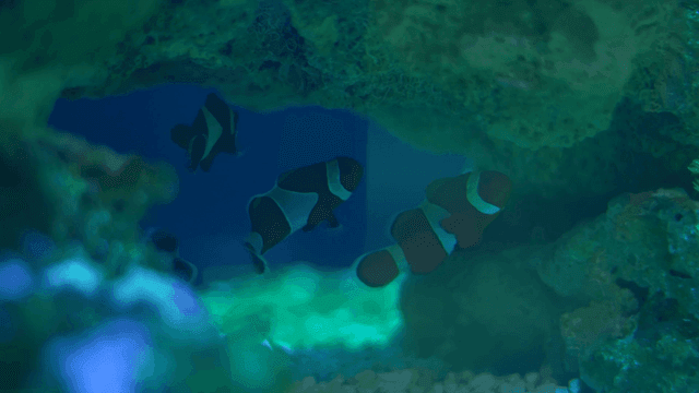 Clownfish swimming among coral reefs