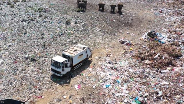 Landfill with elephants