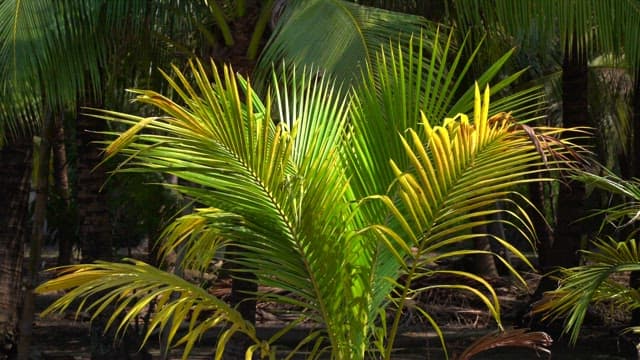 햇빛 아래 흔들리는 무성한 야자수