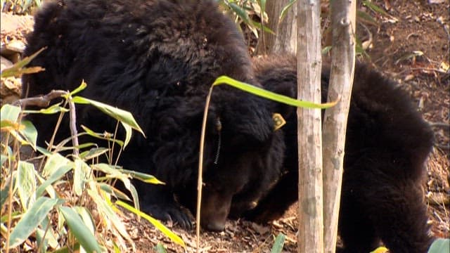 Black bear foraging in natural habitat