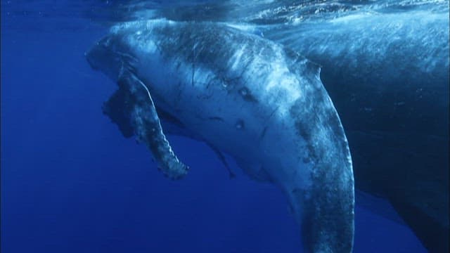 Humpback whale swimming below the surface