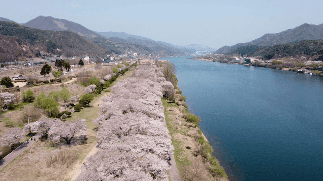 Cherry blossoms along a riverside path