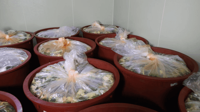 Kimchi fermenting in large containers