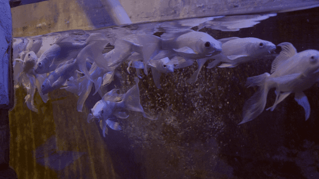 White carp swimming in dark aquarium