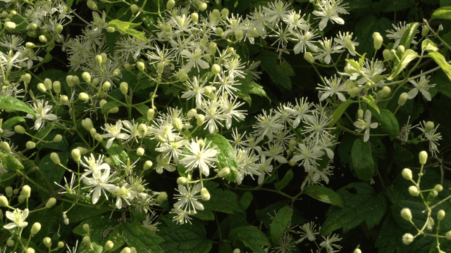 산들바람에 흔들리는 흰 야생화