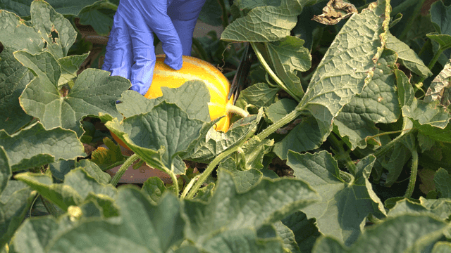 Hands harvesting ripe yellow Korean melons in field