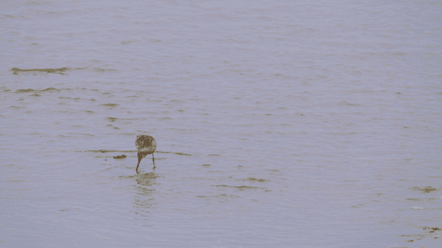 Sandpipers foraging in the shallow sea water