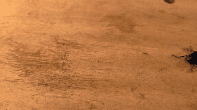 나무 표면 위의 사슴벌레