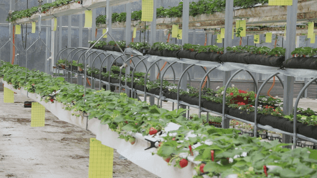 온실에서 자라는 딸기 식물들