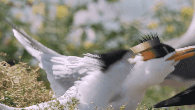 Birds with black crests in a natural setting
