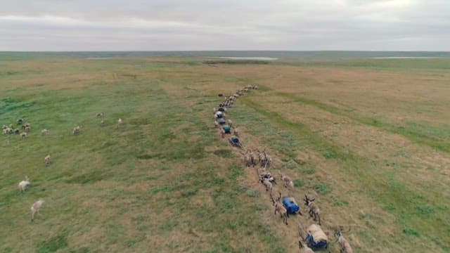 광활한 대지 위 순록 행렬