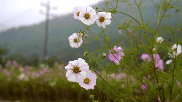Pink and white cosmos flowers in misty field
