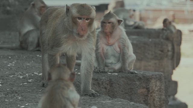 Monkeys Playing on a Stone Structure in Ancient Temple