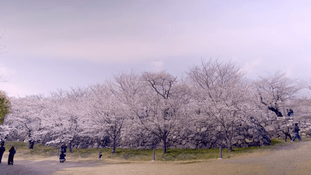 Cherry blossoms in full bloom at a park