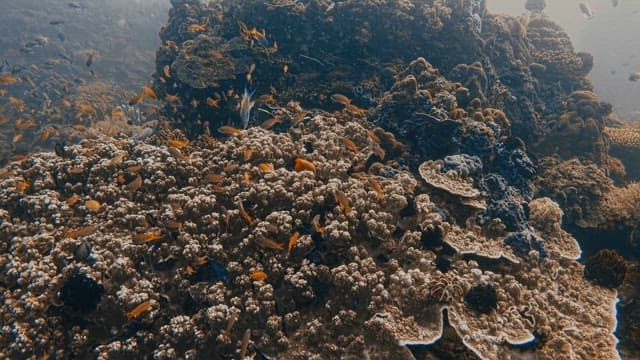 Underwater View of Coral Reef and Tropical Fish