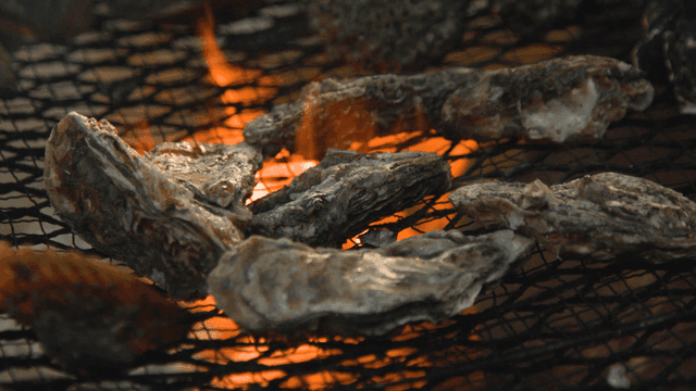 Grilled oysters cooked over flame