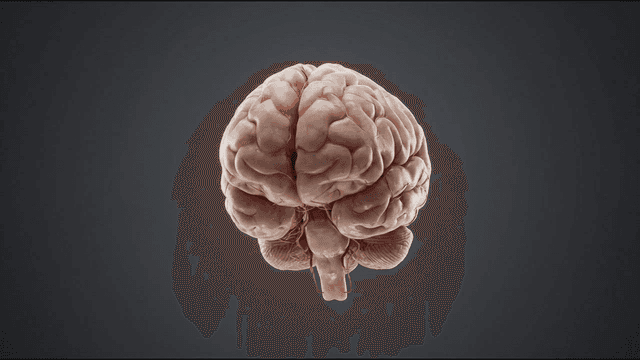 Detailed view of human brain model