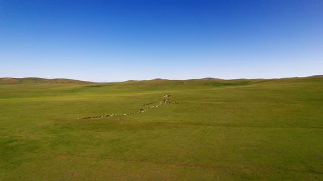 Herd of Livestock Crossing Green Meadows under Blue Sky