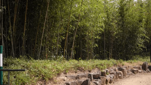 고요한 대나무 숲길