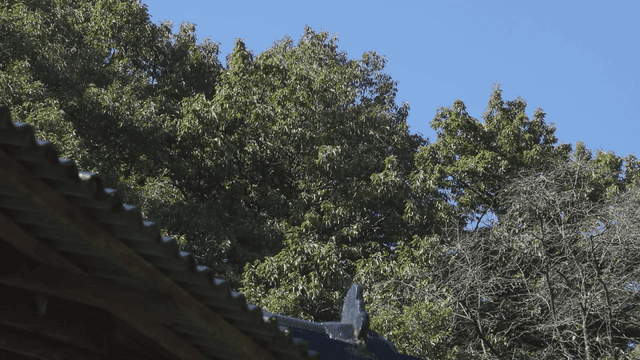 Traditional hanok roof tile with lush green trees