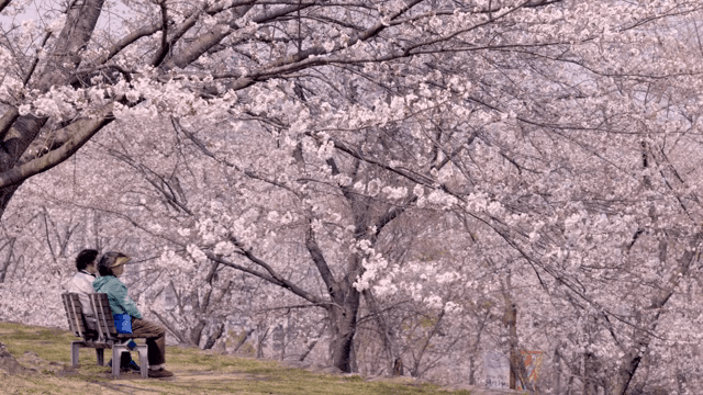 만개한 벚꽃과 벤치에 앉은 사람들