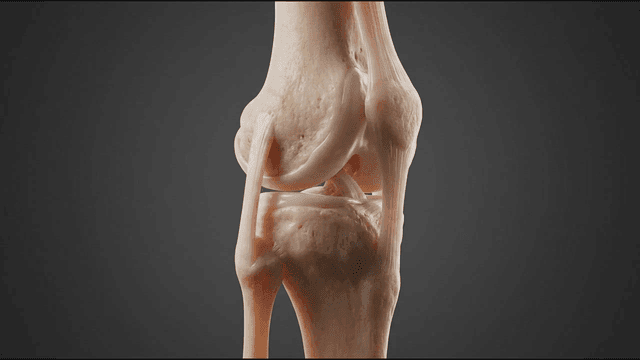 Detailed view of a human knee joint