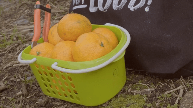 Freshly picked tangerines in a basket