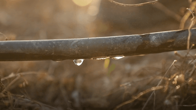 관개 파이프의 물방울