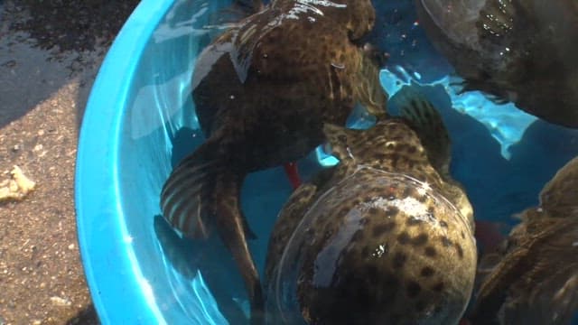 파란 대야에 담겨있는 살아있는 도치들