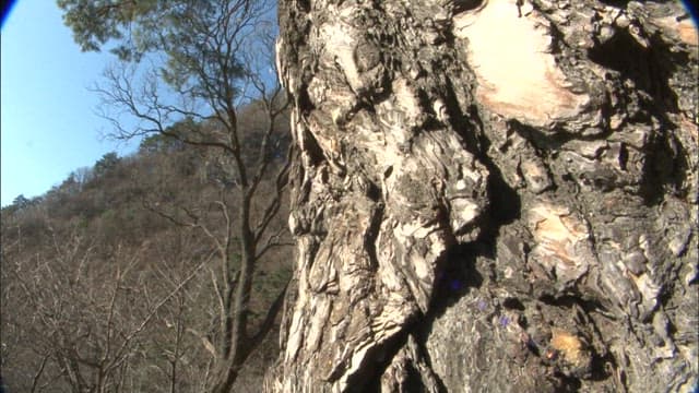 햇빛에 비치는 거친 나무의 질감