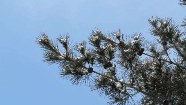 Snow-covered pine trees under clear sky