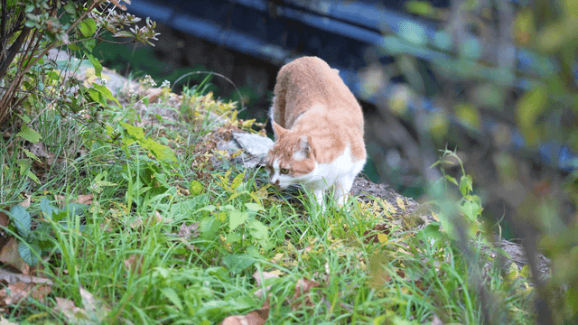 Cat walking through lush greenery
