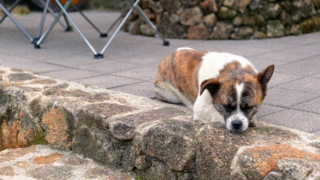 Dog resting on stone steps during the day