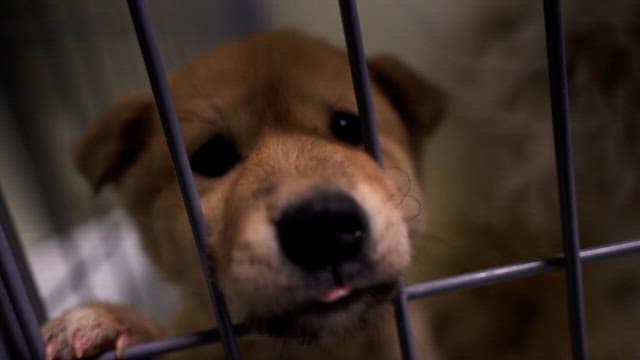 Abandoned Dog Behind Bars Peeking Out