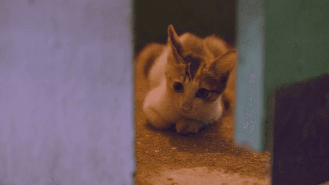 바닥에 누워 있는 호기심 많은 고양이