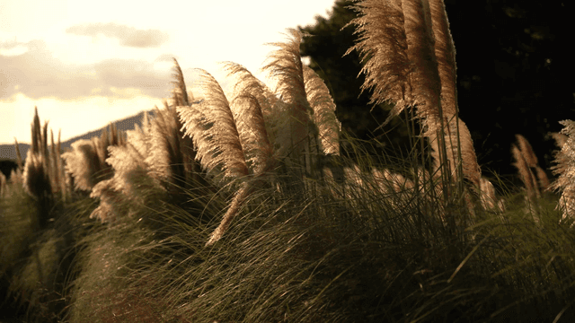 저녁 햇빛을 받으며 흔들리는 가을 억새
