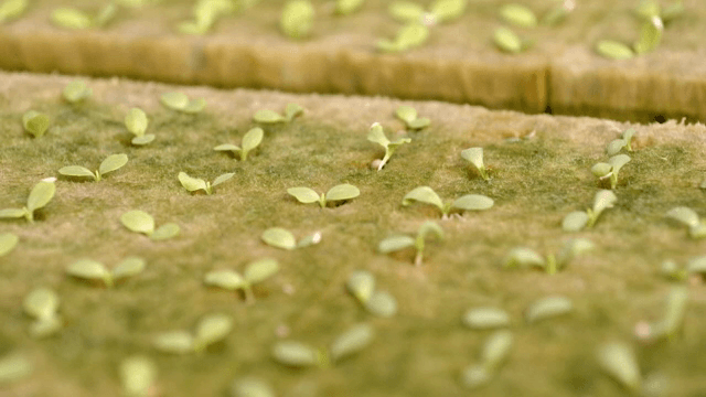 온실에서 자라는 어린 묘목